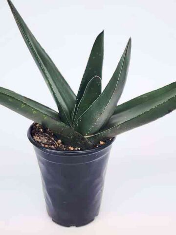 Lg. Absolutely Huge Megalodon Gasteria Plant (aloe-like)