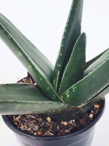 Lg. Absolutely Huge Megalodon Gasteria Plant (aloe-like) - Image 2