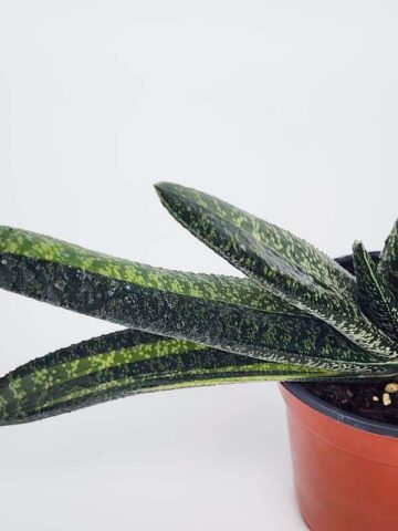 Lg. NEW Rare Excelsa Variegated Gasteria Plant (aloe-like) - Image 2