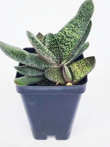 New Limited Excelsa Speckled Gasteria Plant (aloe-like) - Image 2