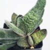 New Limited Excelsa Speckled Gasteria Plant (aloe-like)