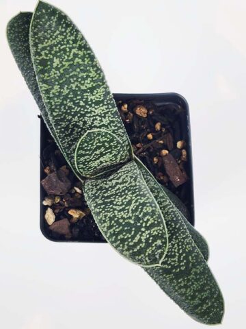 New Limited Excelsa Speckled Gasteria Plant (aloe-like) - Image 3