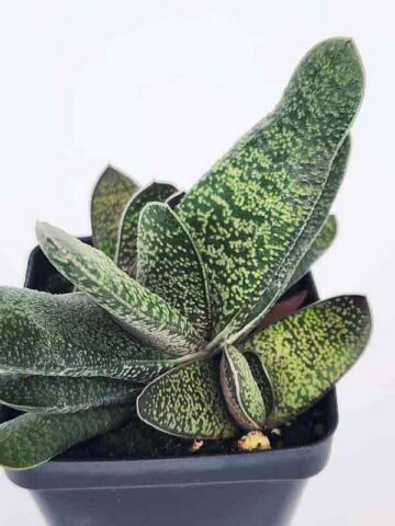 New Limited Excelsa Speckled Gasteria Plant (aloe-like)