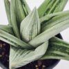 Lg. Must Have Green Ice Gasteria Plant (aloe-like)