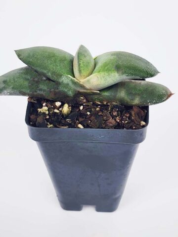 EZ To Grow Glomerata Blue Gasteria Plant (aloe-like) - Image 2