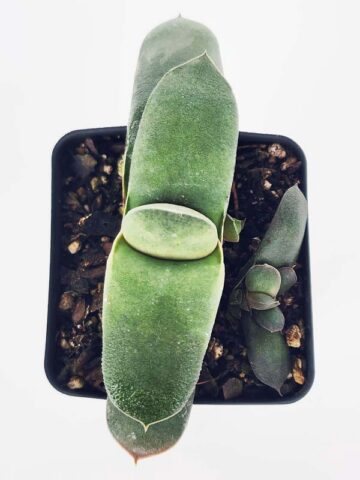 EZ To Grow Glomerata Blue Gasteria Plant (aloe-like)