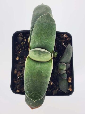 EZ To Grow Glomerata Blue Gasteria Plant (aloe-like)