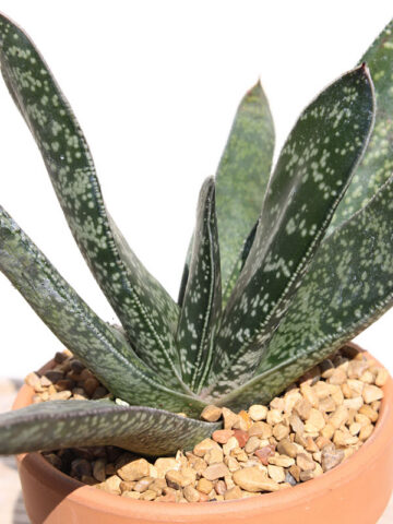 Popular Liliputana Gasteria Plant Large Form (aloe-like) - Image 2