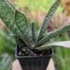 Popular Liliputana Gasteria Plant Large Form (aloe-like)