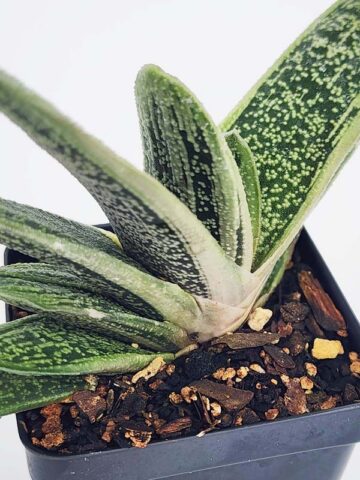 Knockout Limewarty Gasteria Plant (aloe-like) - Image 5