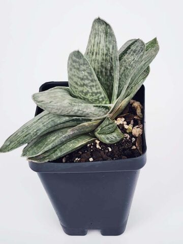 Ornamental Marmorata Silver Variegated Gasteria Plant (aloe-like) - Image 2
