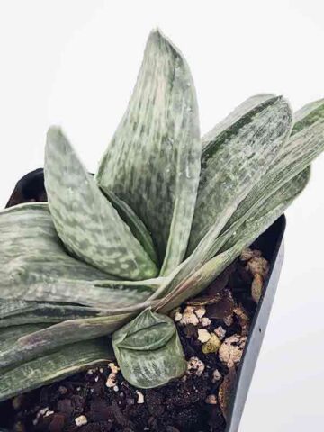 Ornamental Marmorata Silver Variegated Gasteria Plant (aloe-like)