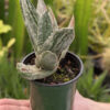 Ornamental Marmorata Silver Variegated Gasteria Plant (aloe-like)