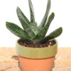 Dark Form Nigricans Gasteria Plant (aloe-like)