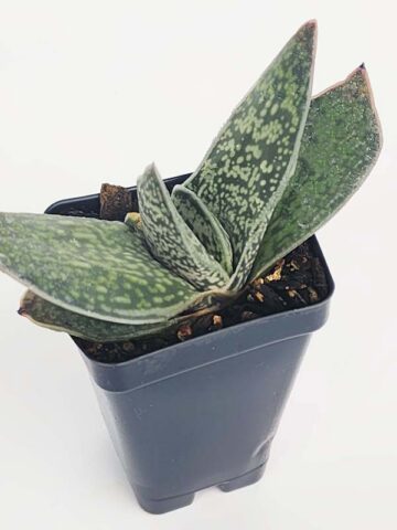 Dark Form Nigricans Gasteria Plant (aloe-like) - Image 3