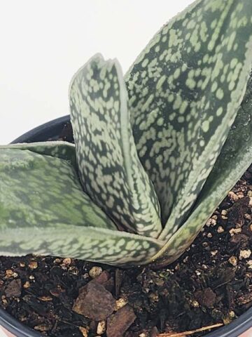 Lg. Dark Form Nigricans Gasteria Plant (aloe-like) - Image 4
