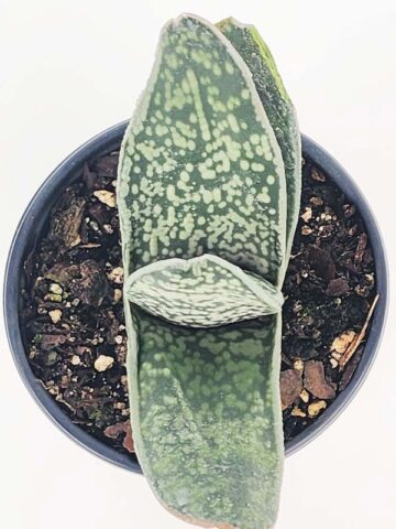 Lg. Dark Form Nigricans Gasteria Plant (aloe-like) - Image 3