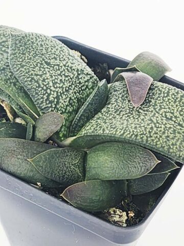 Vibrant Nitida Modesta Gasteria Plant (aloe-like)