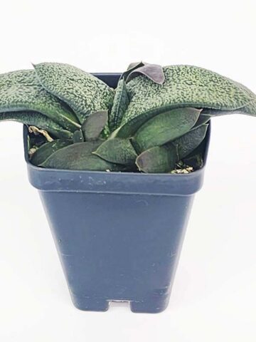 Vibrant Nitida Modesta Gasteria Plant (aloe-like) - Image 2