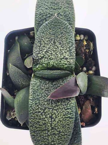 Vibrant Nitida Modesta Gasteria Plant (aloe-like)