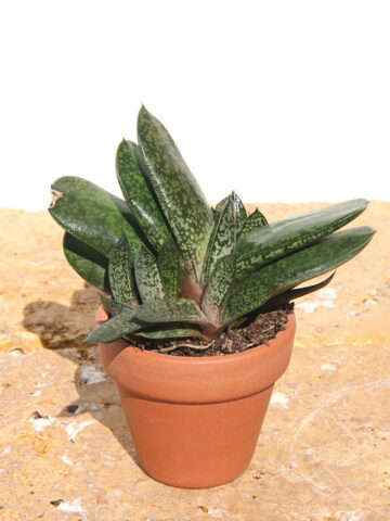 Popular Vlockii Gasteria Plant (aloe-like) - Image 2