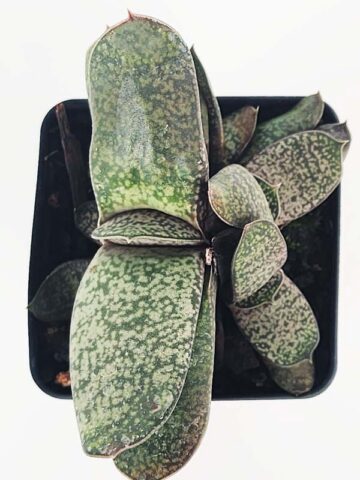 Popular Vlockii Gasteria Plant (aloe-like) - Image 3