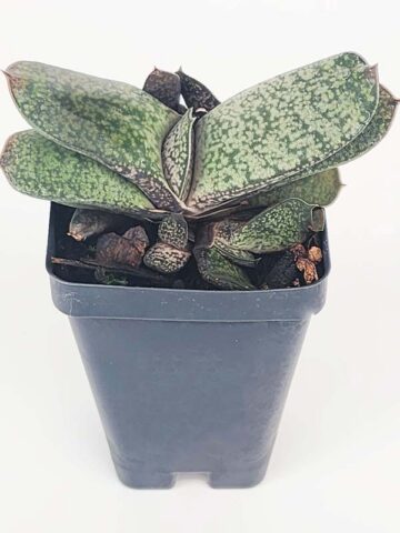 Popular Vlockii Gasteria Plant (aloe-like) - Image 5