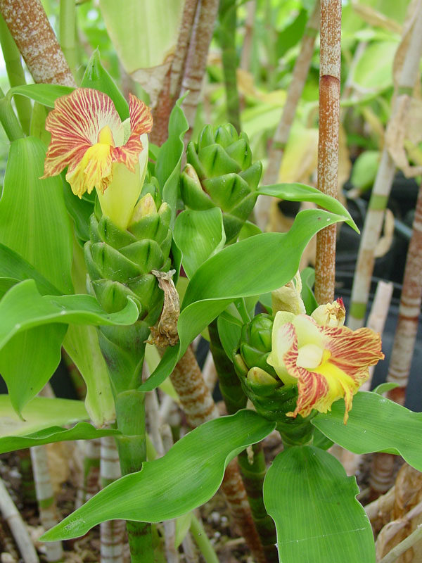 Exotic Flowers Rarity Seed Rare Garden Balcony Plant Spiral-Ginger 