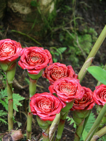 XL Malay Rose Torch Ginger Plant (etlingera venusta) – Urban Tropicals