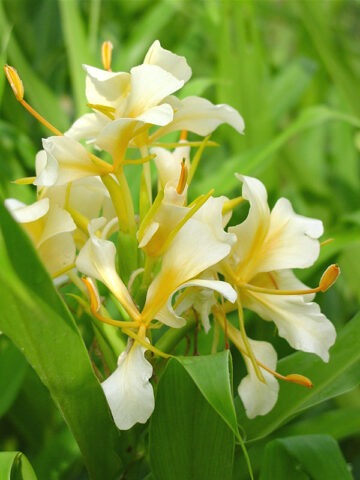 Lg. Daniel Weeks Butterfly Ginger Plant (hedychium sp)