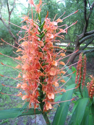 Lg. Raffle Butterfly Ginger Plant (hedychium sp)