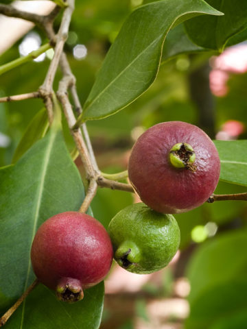fruit bearing trees for sale