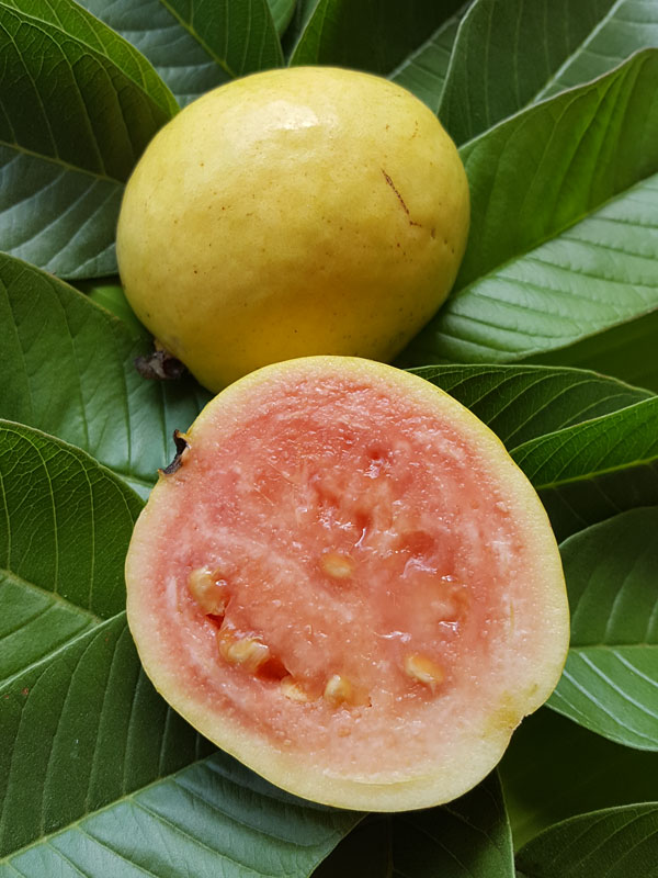 500 Graines de Goyave  'Psidium Guajava' Pink Guava tree seeds 