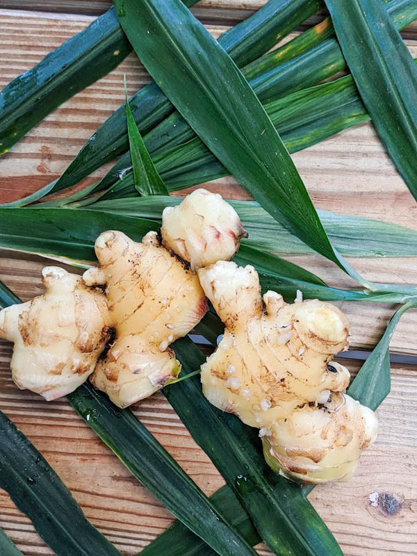 3 LIVE Rhizomes EDIBLE GINGER HOT & SPICY THAI Zingiber OFFICINALE Ready 2 grow 