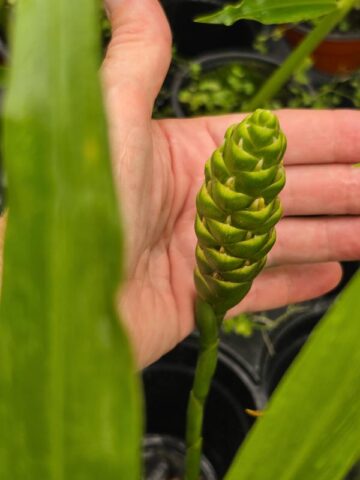 Lg. Culinary Ginger Plant (zingiber officinale) - Image 5