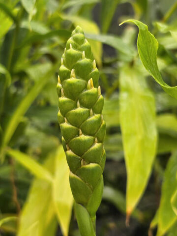 Lg. Culinary Ginger Plant (zingiber officinale) - Image 4