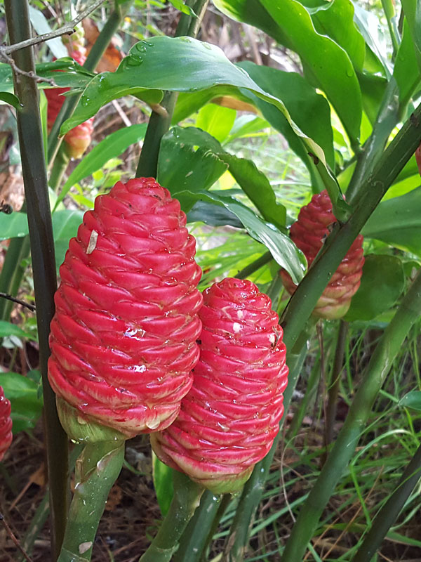 Hawaiian Ginger Plant (zingiber awapuhi) Urban Tropicals