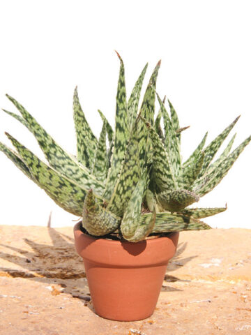Super Dwarf White Lightning Rosette Plant (aloe x haworthia)