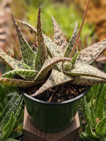 Super Dwarf White Lightning Rosette Plant (aloe x haworthia)