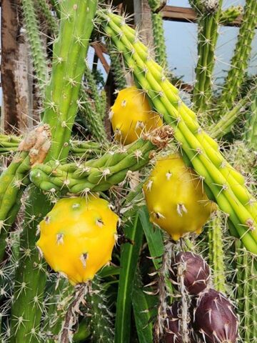 Upright Gold Dragon Apple Cactus Plant (harrisia eriophora) - Image 5