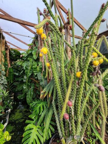 Upright Gold Dragon Apple Cactus Plant (harrisia eriophora)