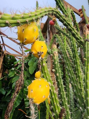 Upright Gold Dragon Apple Cactus Plant (harrisia eriophora) - Image 3