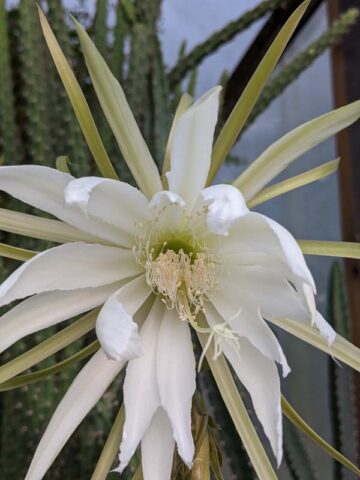 Upright Gold Dragon Apple Cactus Plant (harrisia eriophora) - Image 3