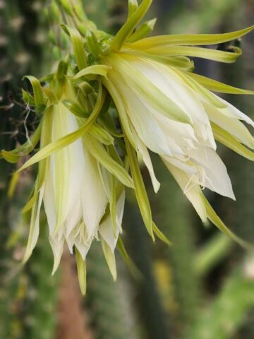 Upright Gold Dragon Apple Cactus Plant (harrisia eriophora) - Image 4