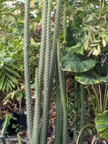 Heavy Producer, Fragrant Red Dragon Apple Cactus Plant (harrisia fragrans) - Image 7