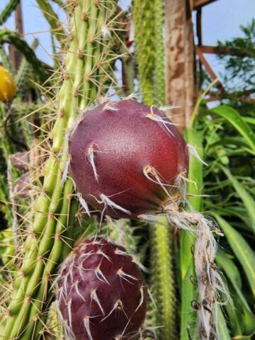 Lg. Night Queen Columnar Red Dragon Apple Cactus Plant (harrisia jusbertii)