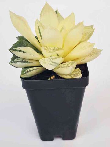 Petite Attenuata Caespitosa Variegated Haworthia Plant (aloe-like)