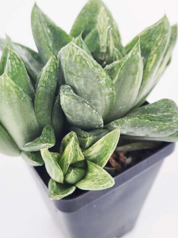 Popular Attenuata High Color Blush Haworthia Plant (aloe-like) - Image 2