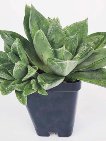 Popular Attenuata High Color Blush Haworthia Plant (aloe-like)