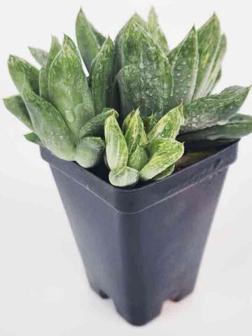Popular Attenuata High Color Blush Haworthia Plant (aloe-like)